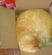 King of the Box - 2019